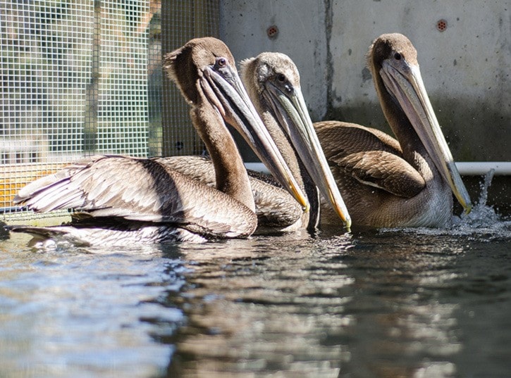 96936vicnewsWildARC-Pelicans-LouisBockner-2