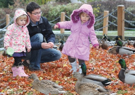 Ducks at Bowker Creek