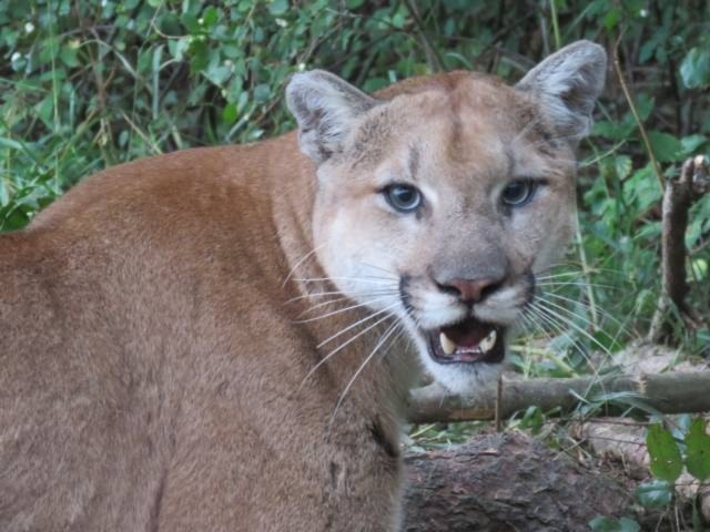 web1_cougar-WEB