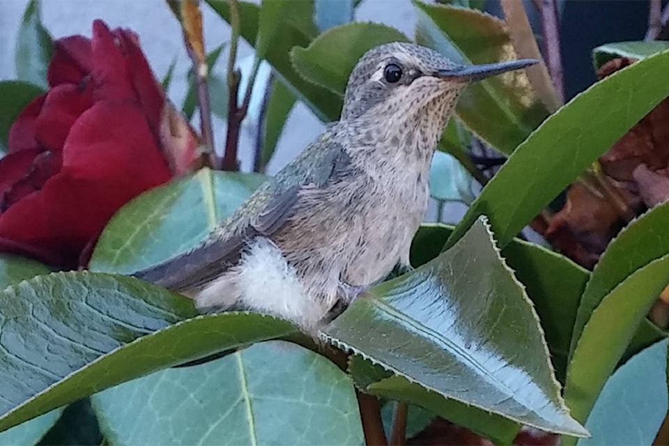 web1_hummingbird