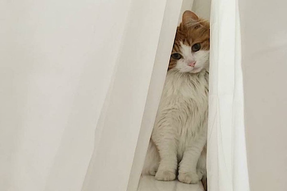 7669233_web1_Missing-cat