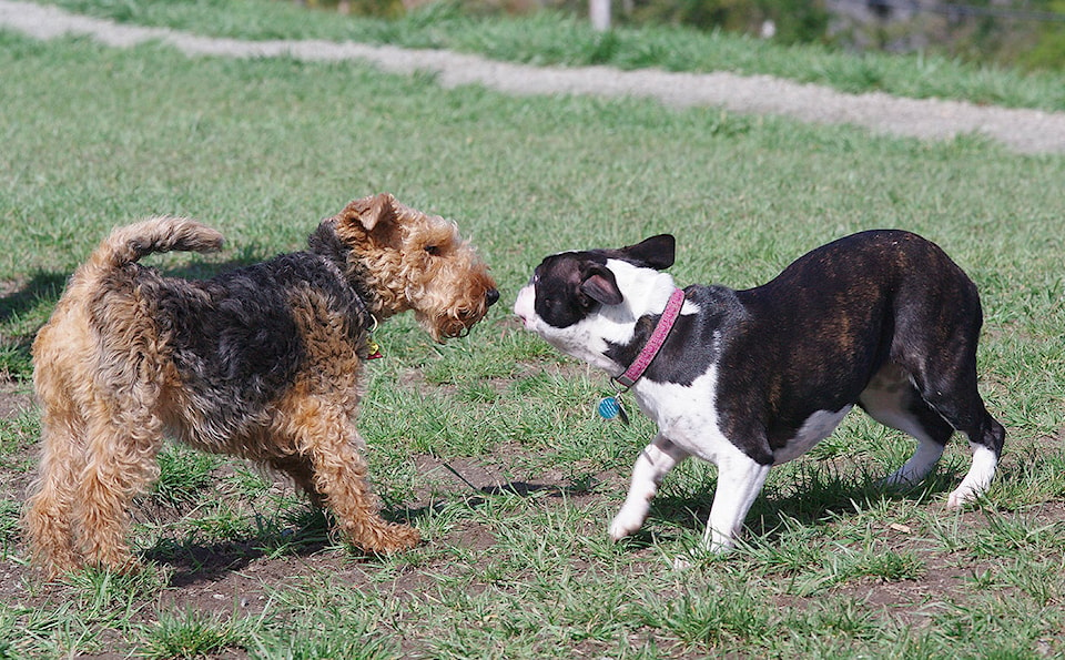 7890794_web1_170728-PNR-cyhampsonparkdoggies