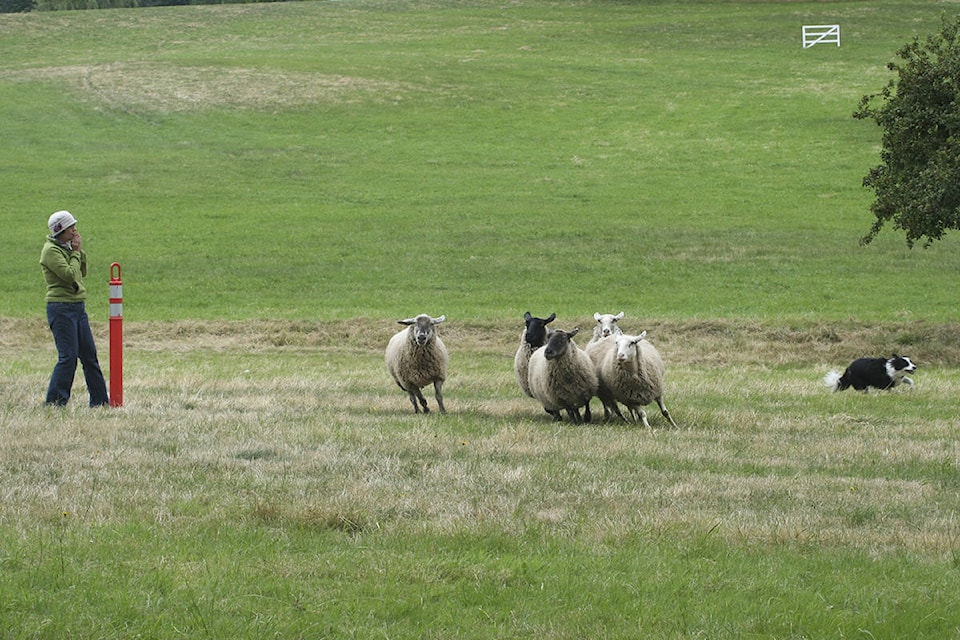 7910969_web1_170802-GNG-SheepDogTrials