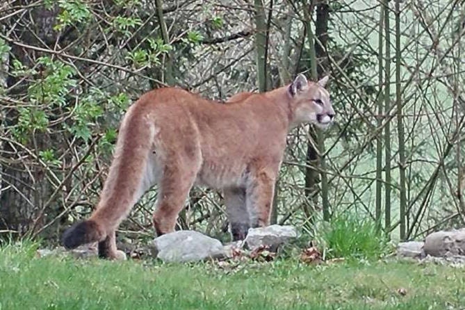 7932379_web1_170418-PQN-cougar-parksville