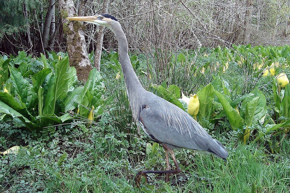 7964520_web1_170803-SNM-M-Great-Blue-Heron---B