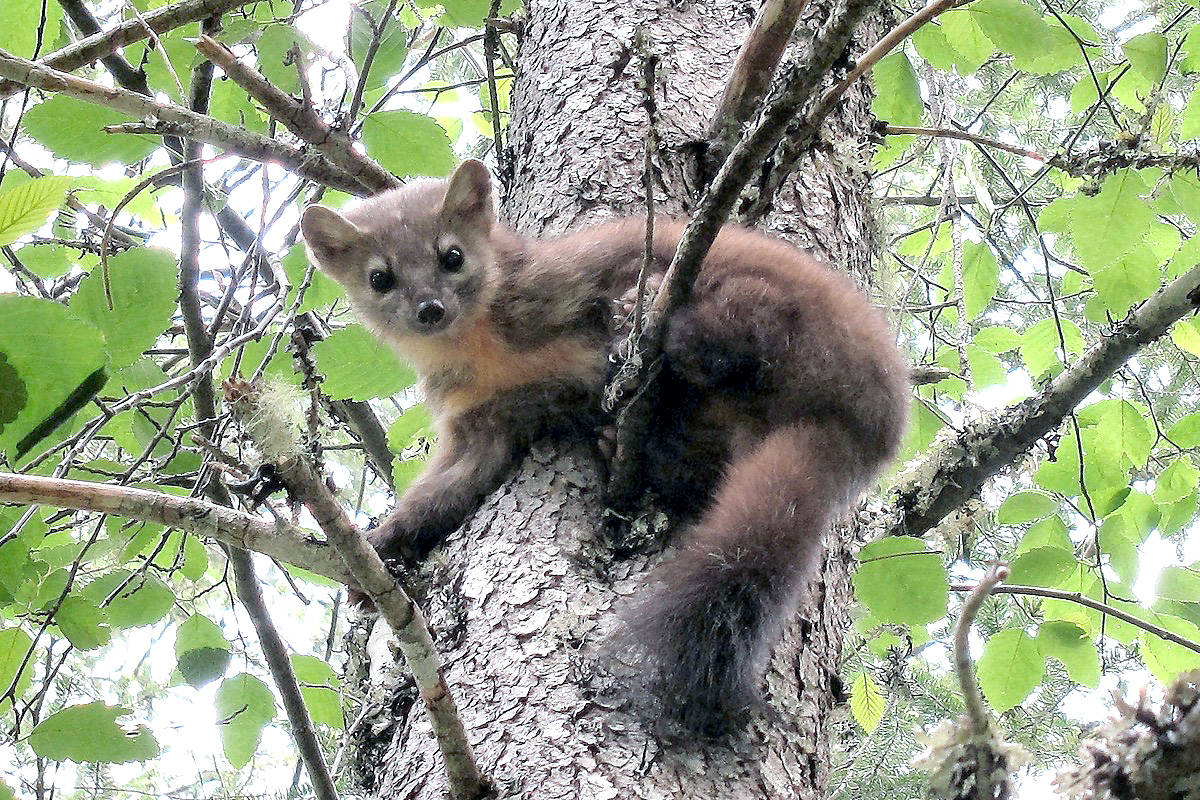 7964520_web1_170803-SNM-M-Pine-Marten---Sooke-Hills