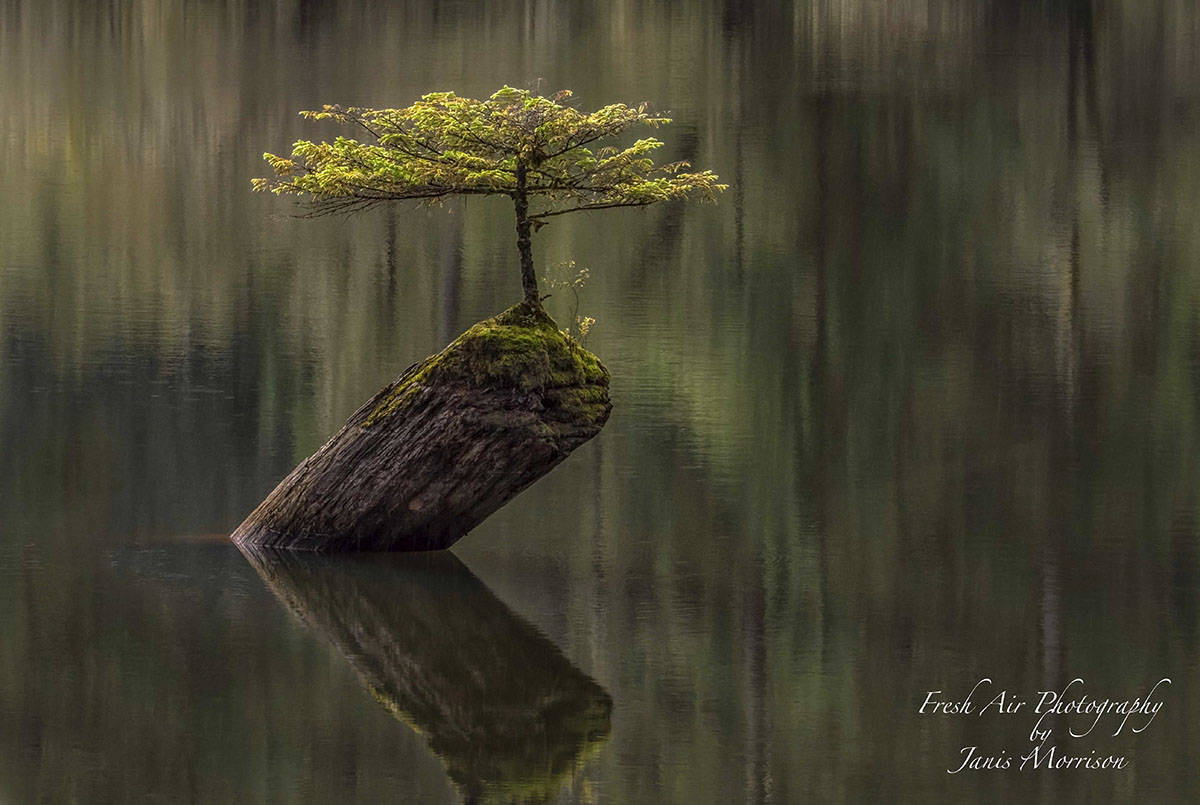 8128685_web1_-Lightroom-of-horizontal-bonsai-tree-final---for-online