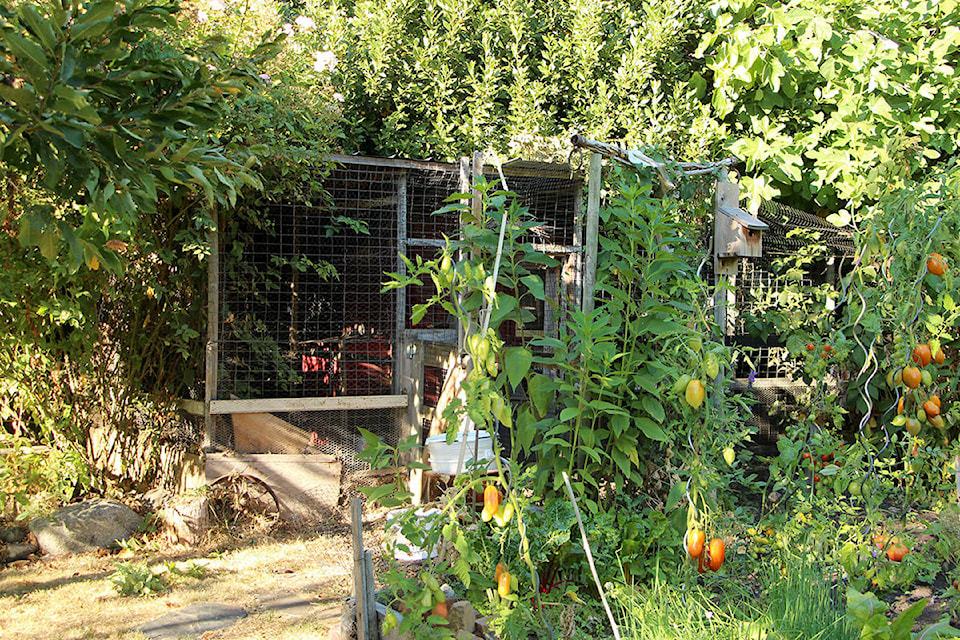 8336060_web1_170906-vne-backyardchickens03