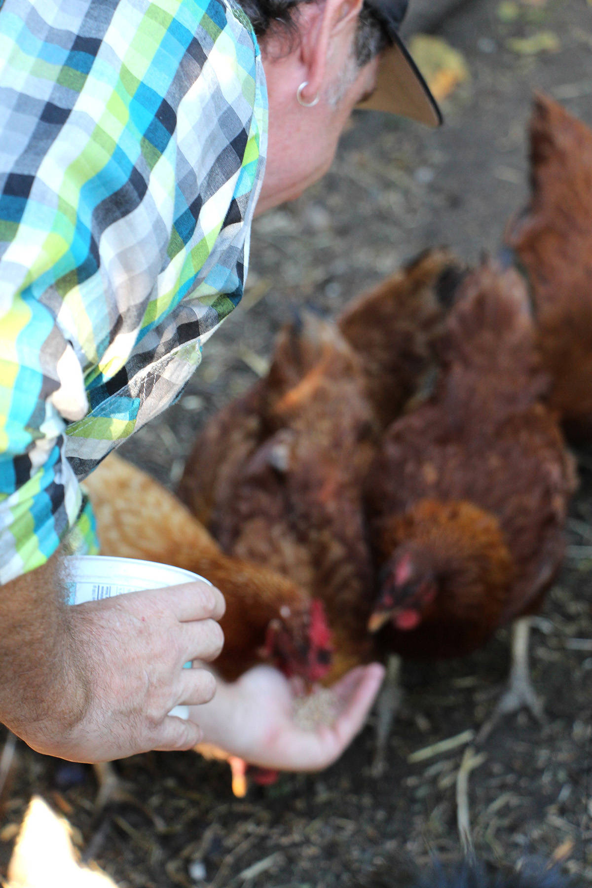 Rather than leaving food out for the chickens all day like he did when he first bought his coop, Andrew Moyer now feeds his hens at specific times according to what they need. This reduces the amount of food around for pests to feed on. (Lauren Boothby/VICTORIA NEWS)