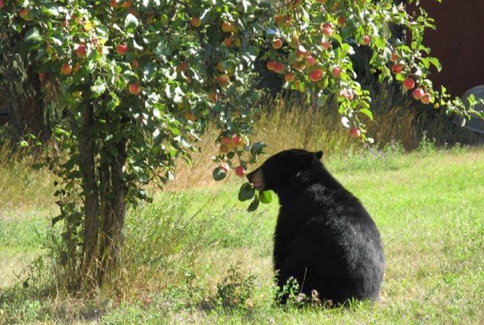 8515818_web1_170829-Bear-and-fruit-Louise-Williams