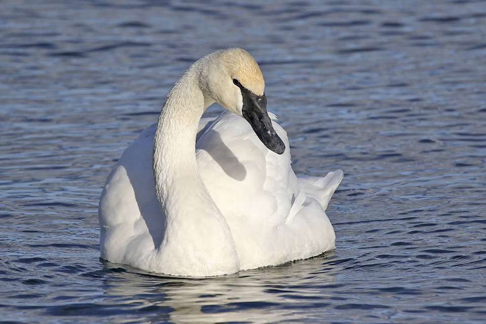 8594784_web1_170927-GNG-Swans