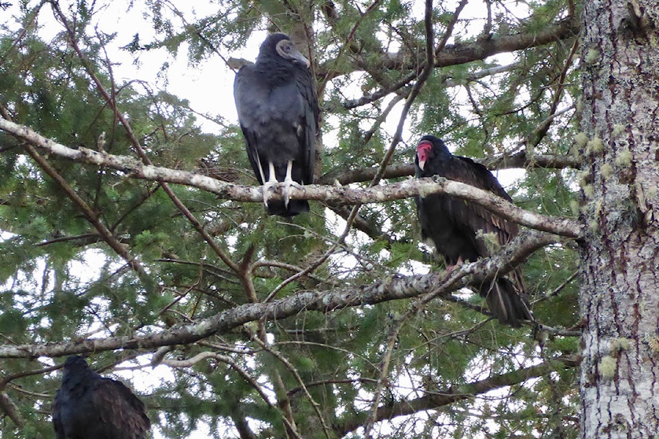 8823286_web1_171004-GNG-BlackVulture