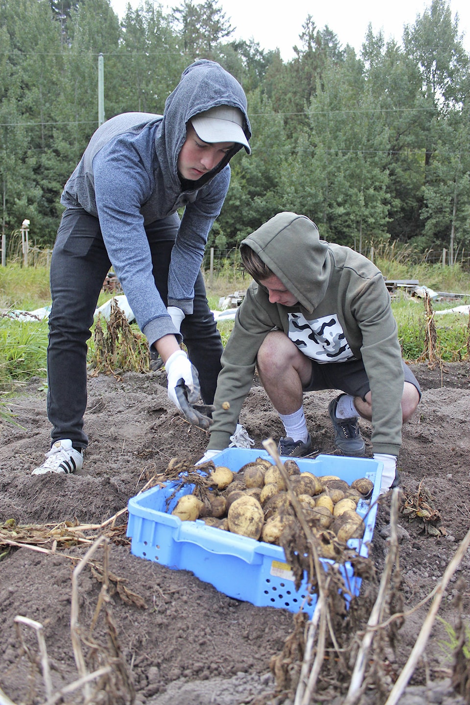 8830683_web1_171011-GNG-Potatoharvest2