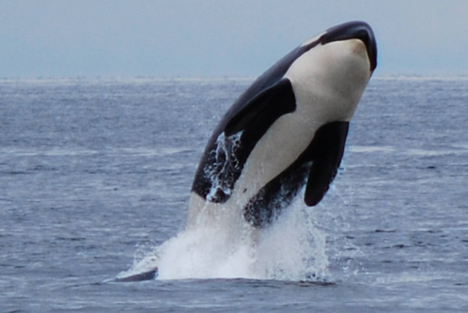 8893046_web1_Whale-jump-2