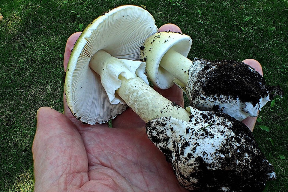 8895449_web1_171013-OBN-deathcapmushroom_3