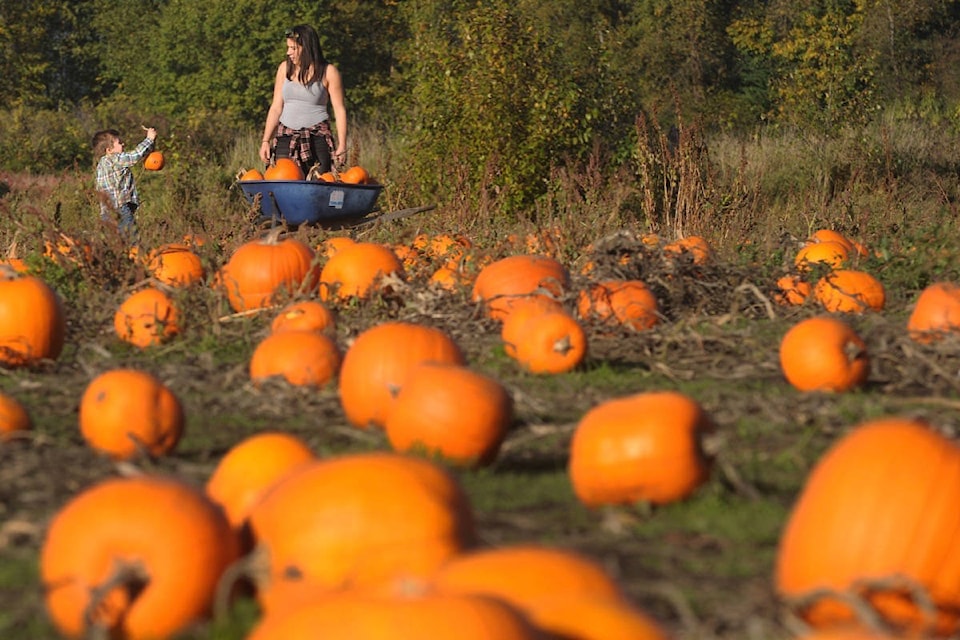 9032050_web1_171017-MRN-M-Pumpkin-patch-1c