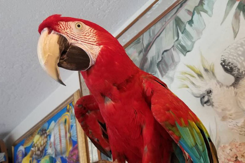 9115593_web1_101101-GNG-MissingMacaw2