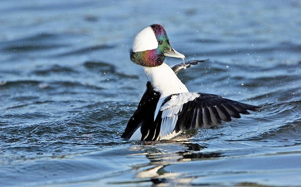 9167939_web1_171011-PNR-bufflehead