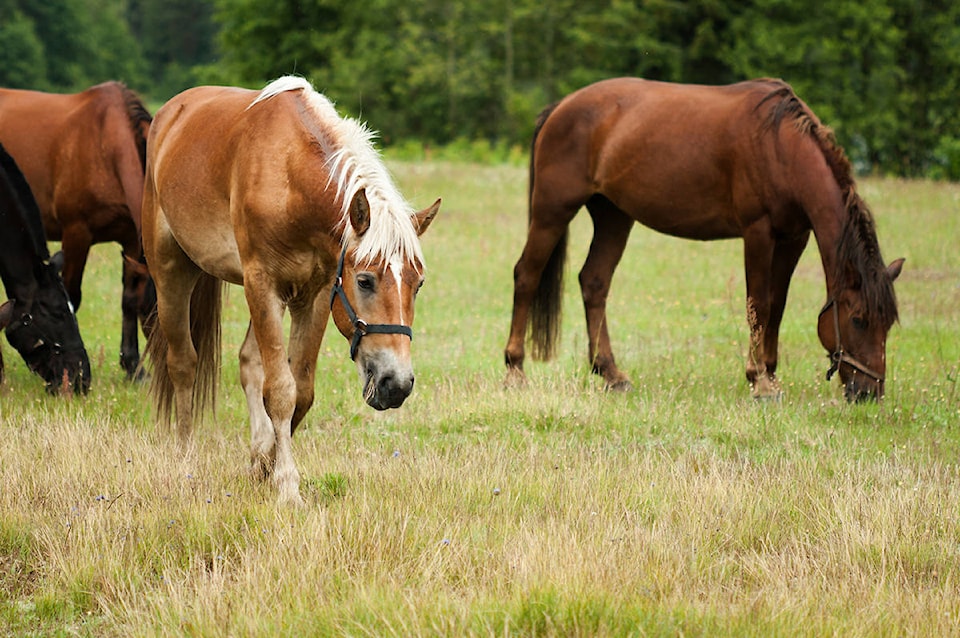 9258607_web1_171109-CVR-PP-horses