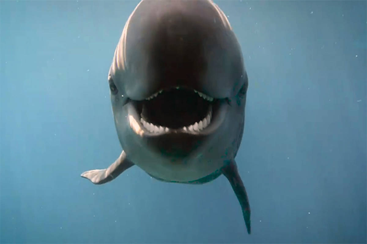 Orphaned baby beluga lost and found