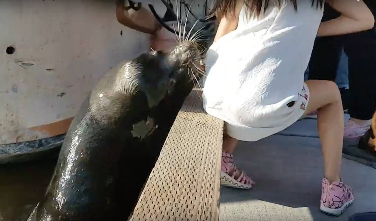 9693624_web1_web1_seaLion