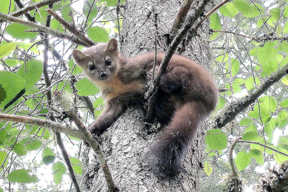 9848260_web1_170803-SNM-M-Pine-Marten2