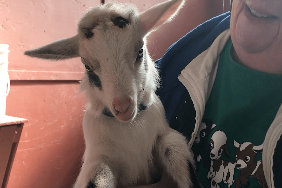 10958767_VNE-babygoats.16-PM-copy