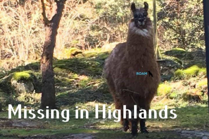 10977469_web1_180314-GNG-Missingllama