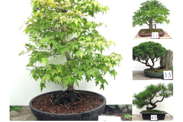 11366155_web1_bonsai