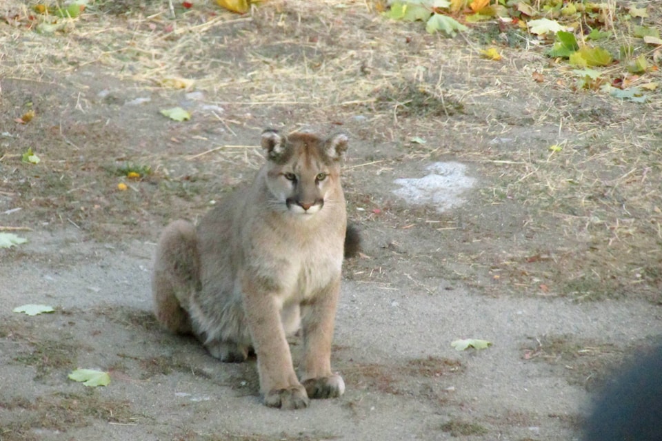 11760797_web1_P-Cougar-1