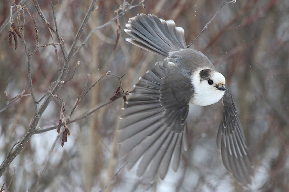 12126862_web1_bird-count--gray-jay-steve-phillips