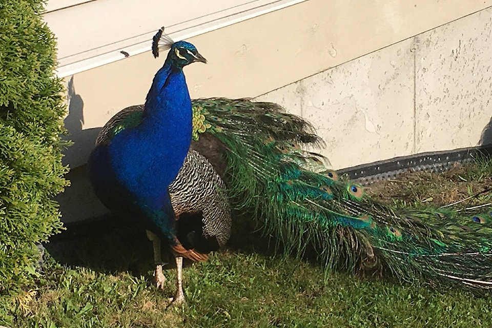 12188017_web1_180501-SUL-Tree-Peacock3