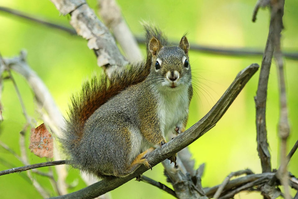 12424615_web1_squirrel