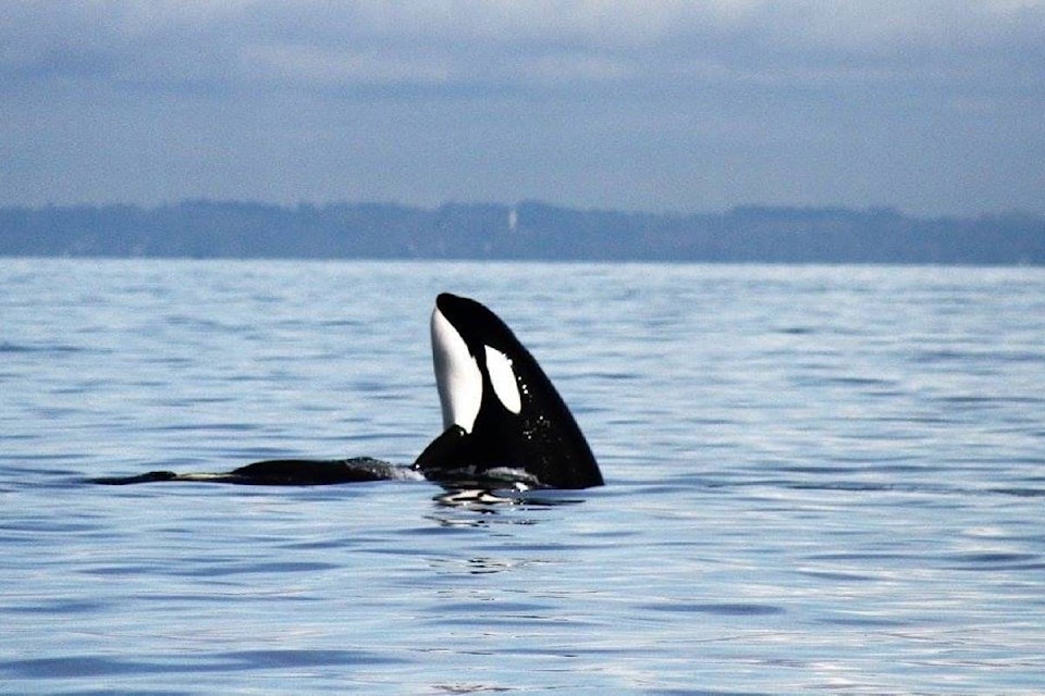 12448757_web1_170926-BPD-M-Sidney-Whale-Watching-in-Salish-Sea