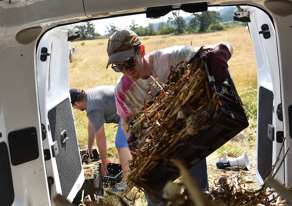 12912144_web1_180801-PNR-garlicglean1