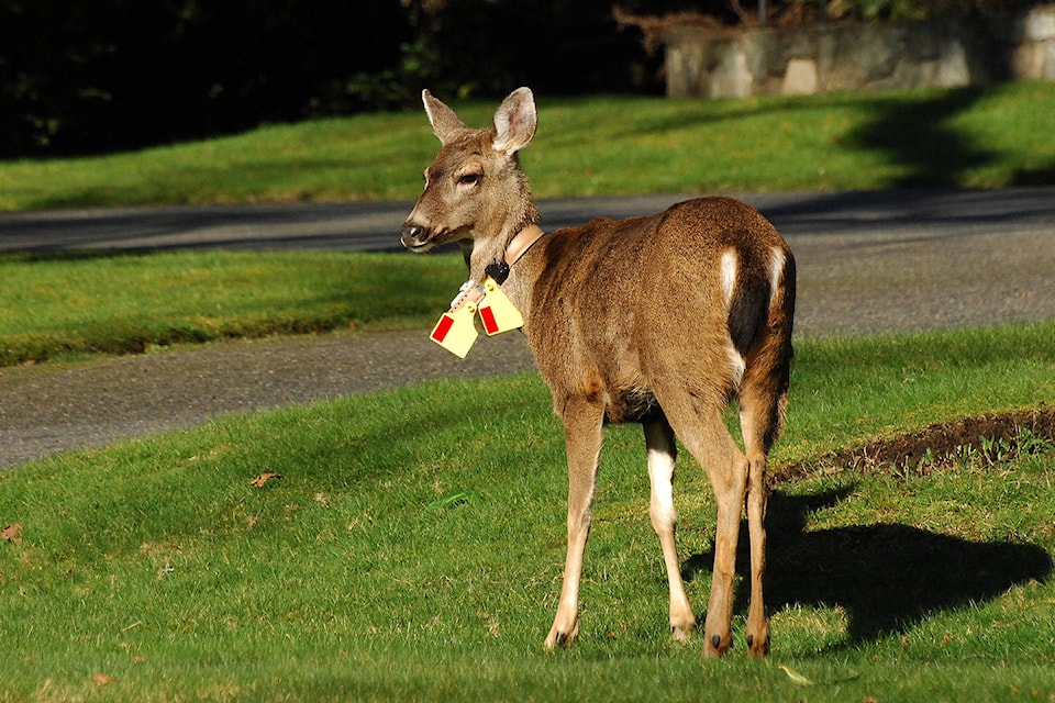 13021360_web1_Collared-Deer