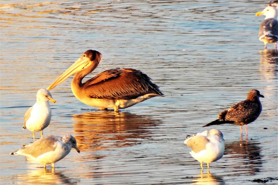 13422546_web1_180905-OBN-pelican2