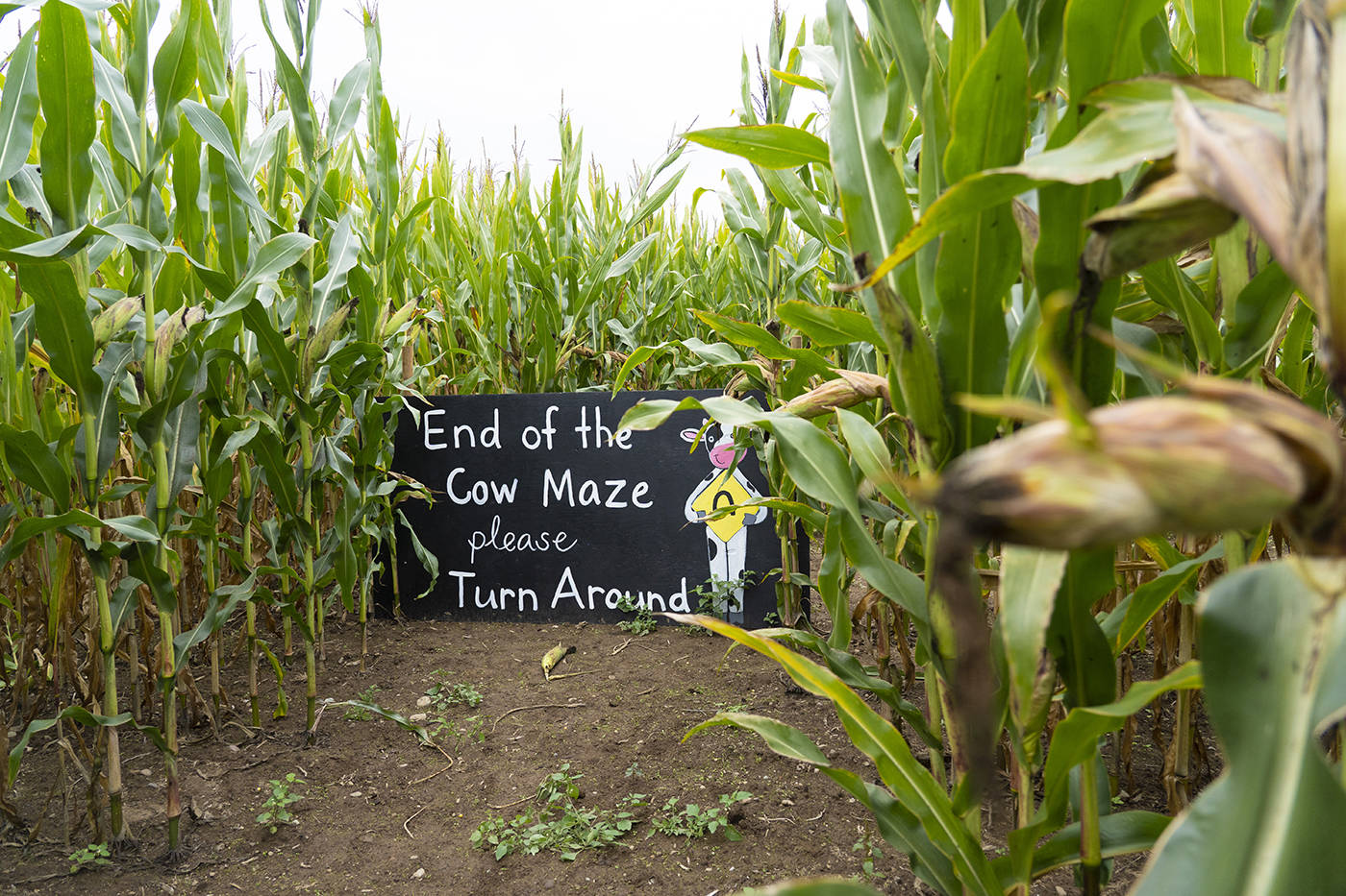 13637340_web1_180926-PNR-CORN-MAZE-FUNDRAISER_1