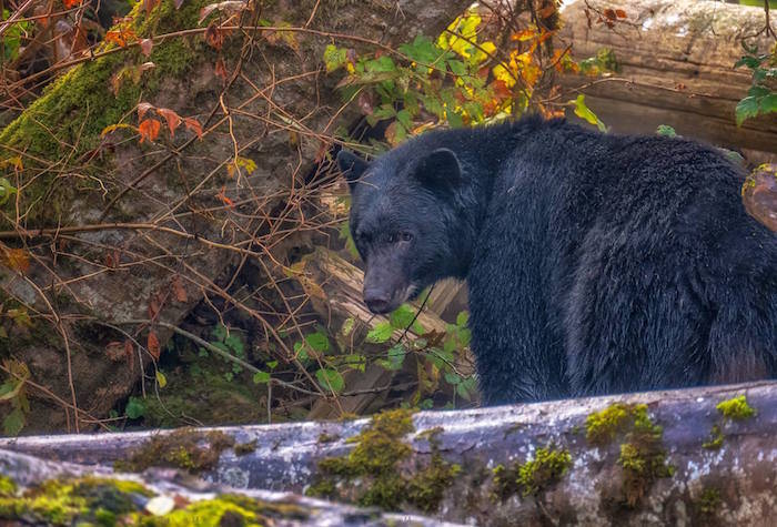 14085060_web1_Bear-Goldstream-3