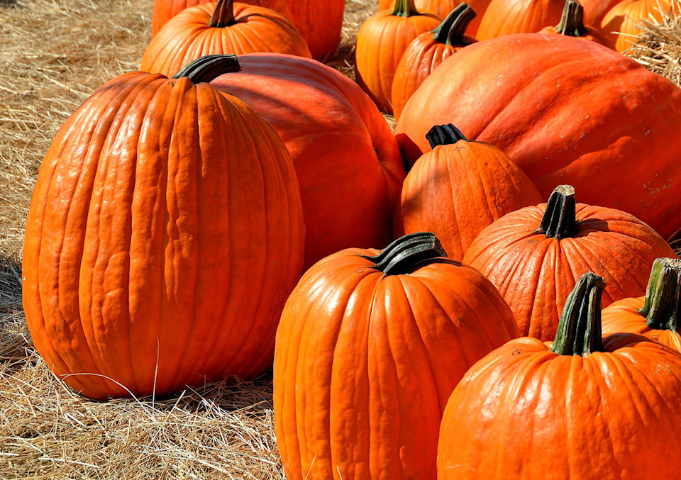 14108776_web1_pumpkins-1572864_1920