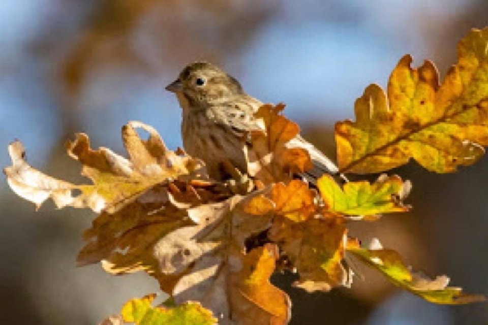 14183728_web1_181026-OBN-M-Pine-bunting