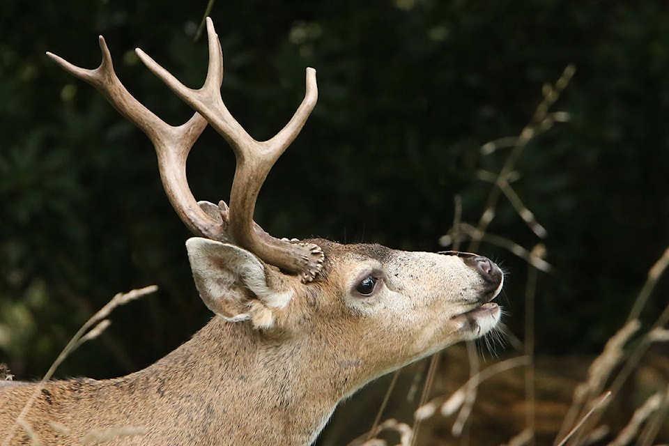 14173192_web1_Bryan-s-deer-identification-image-4