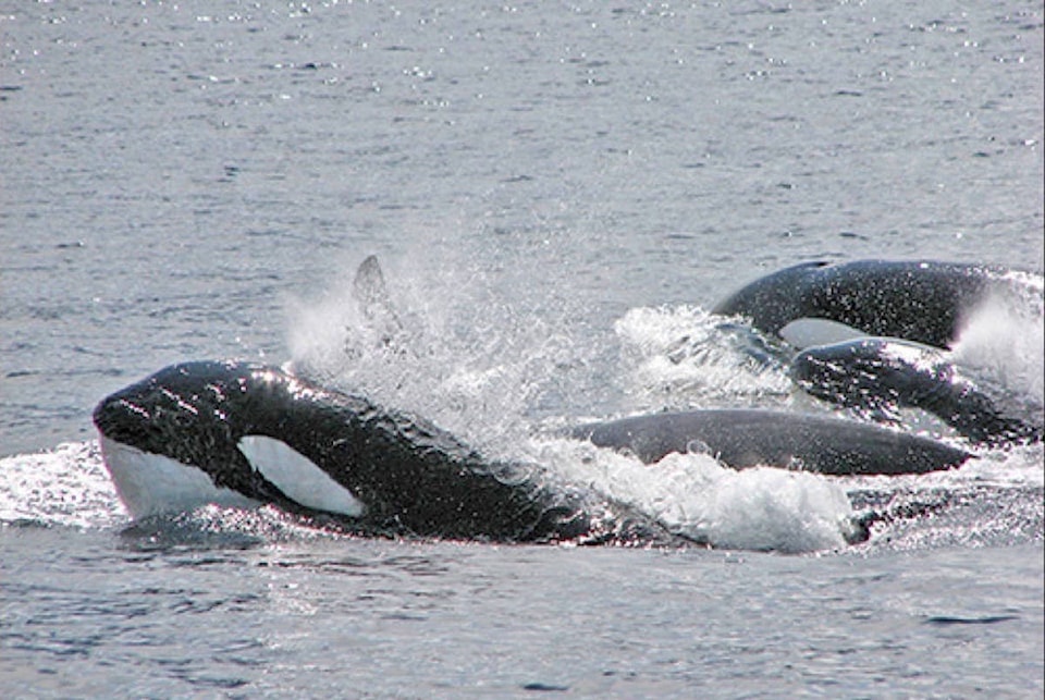 14235539_web1_181107-UWN-Ucluelet-Salmon-closures_1