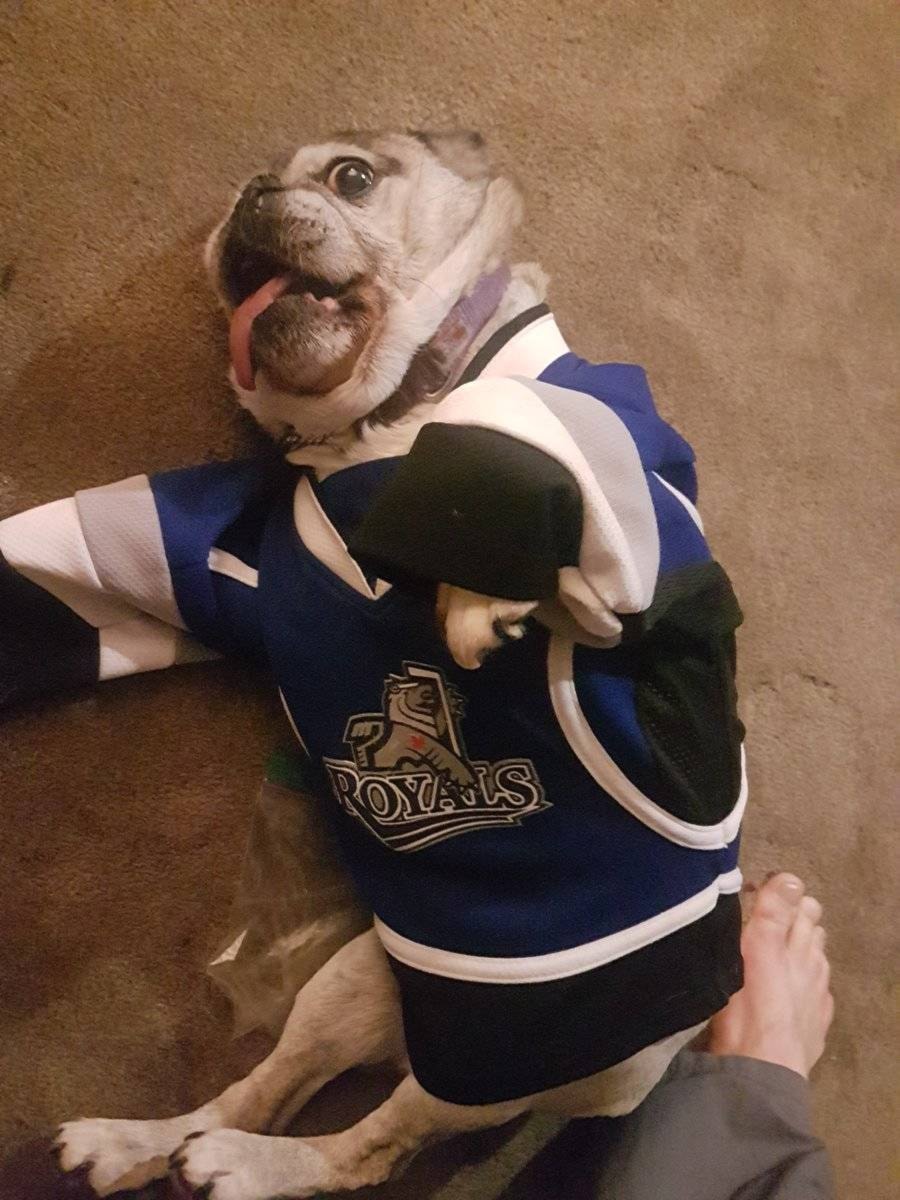 Get your pet on the jumbotron at this weekend's Royals game - Greater  Victoria News