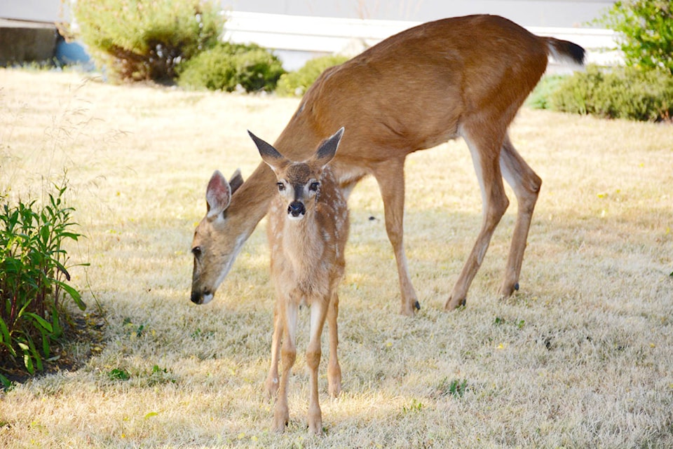 14479030_web1_Deer