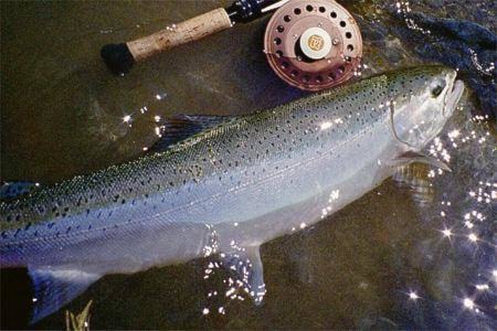 14505326_web1_steelhead