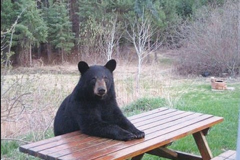 14840839_web1_Bear-at-table