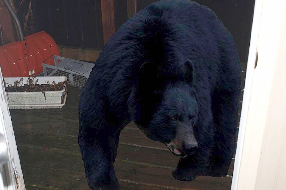 15042102_web1_190107-CVR-N-porch-bear