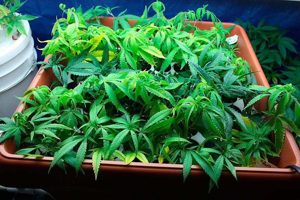 15443241_web1_Marijuana-Grow-Medium