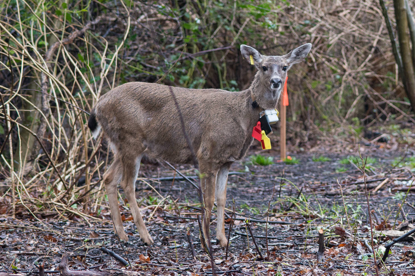 15641228_web1_180307-OBN-Deer-1